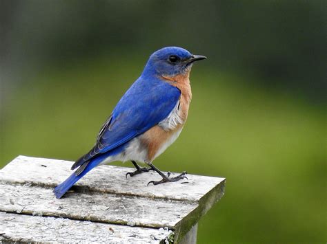 Bluebird